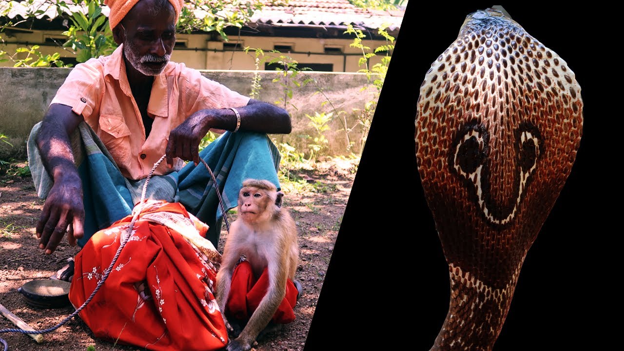 A  Performing Monkey And a Cobra