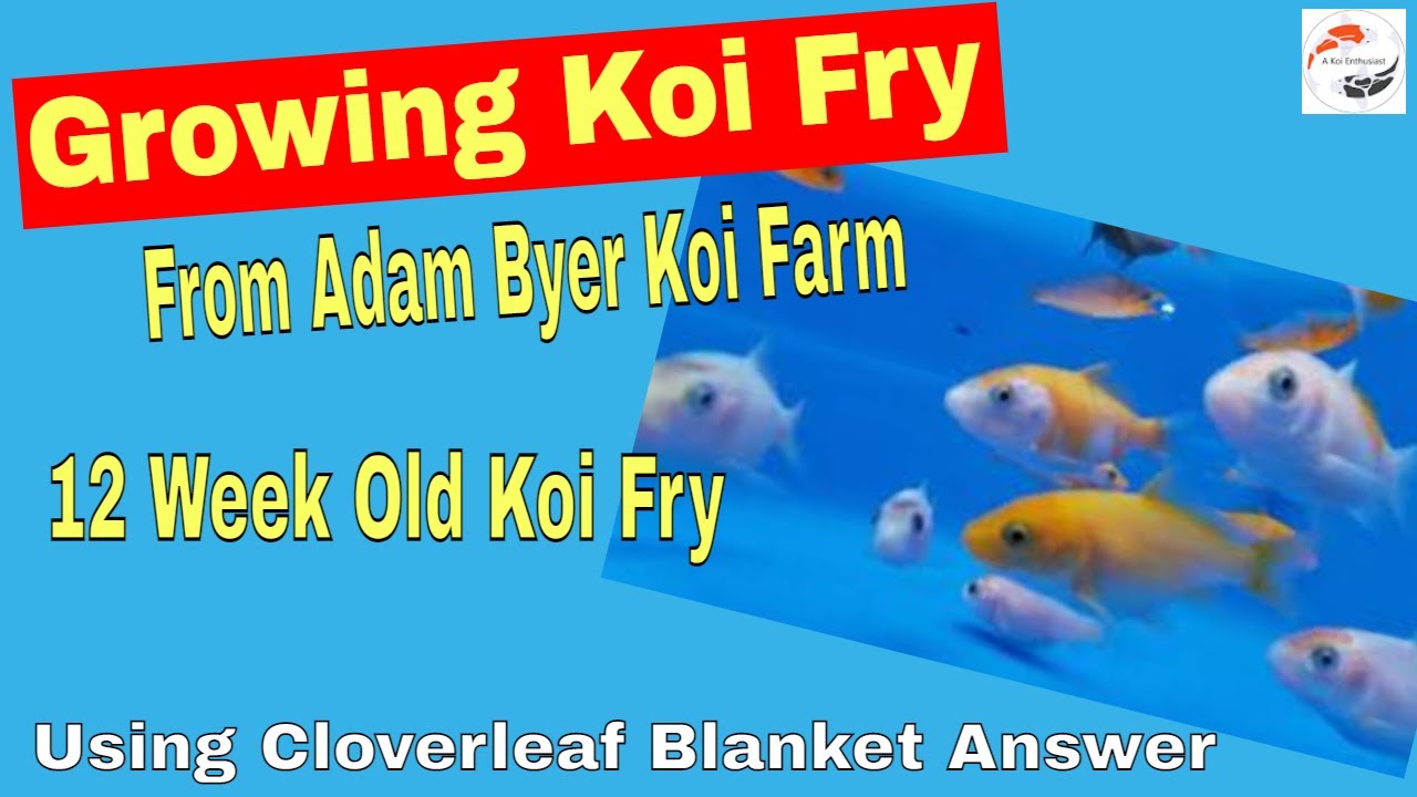 Growing Koi Fry From Adam Byer Koi Farm **12 Week Old Koi Fry** Using Cloverleaf Blanket Answer
