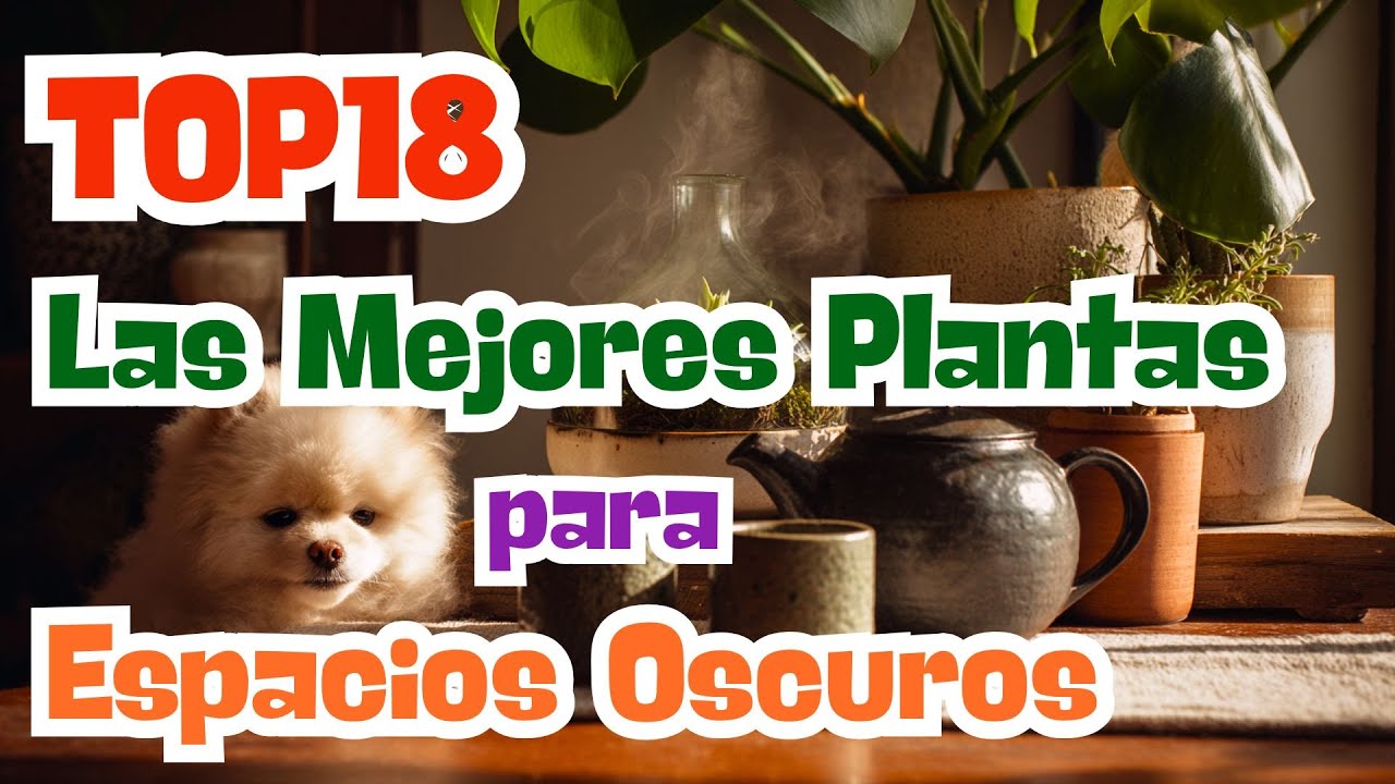 18 Plantas de Interior que Prosperan con Poca Luz (¡Fáciles de Cuidar!)