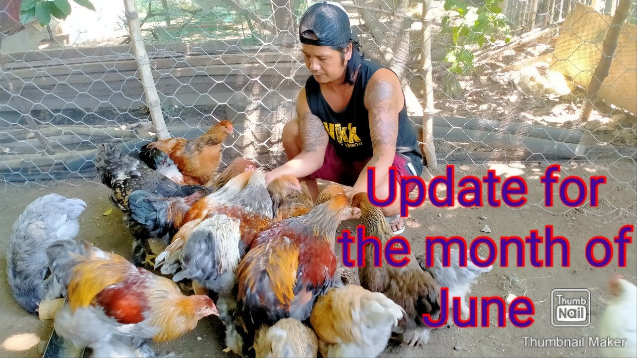 Brahma chicken Update for the month of June 2022