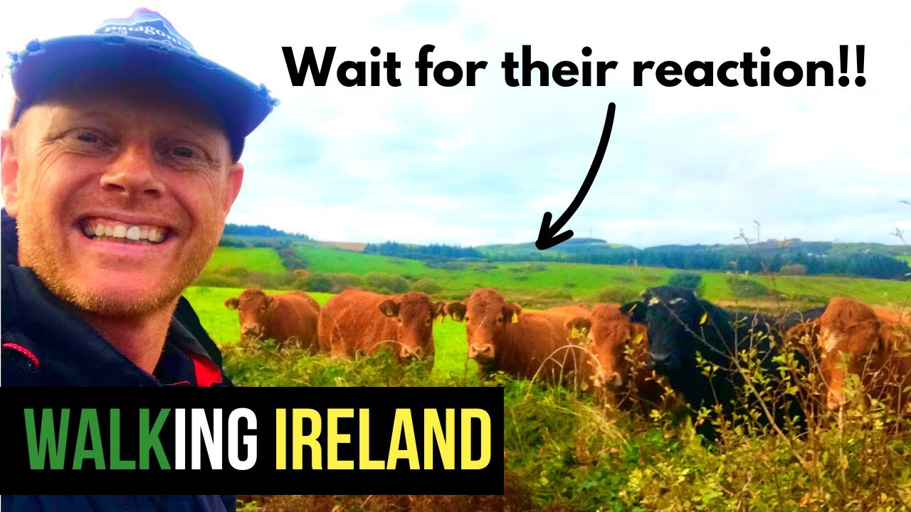 Я начал петь этим коровам, и их реакция была восхитительной (День 34)