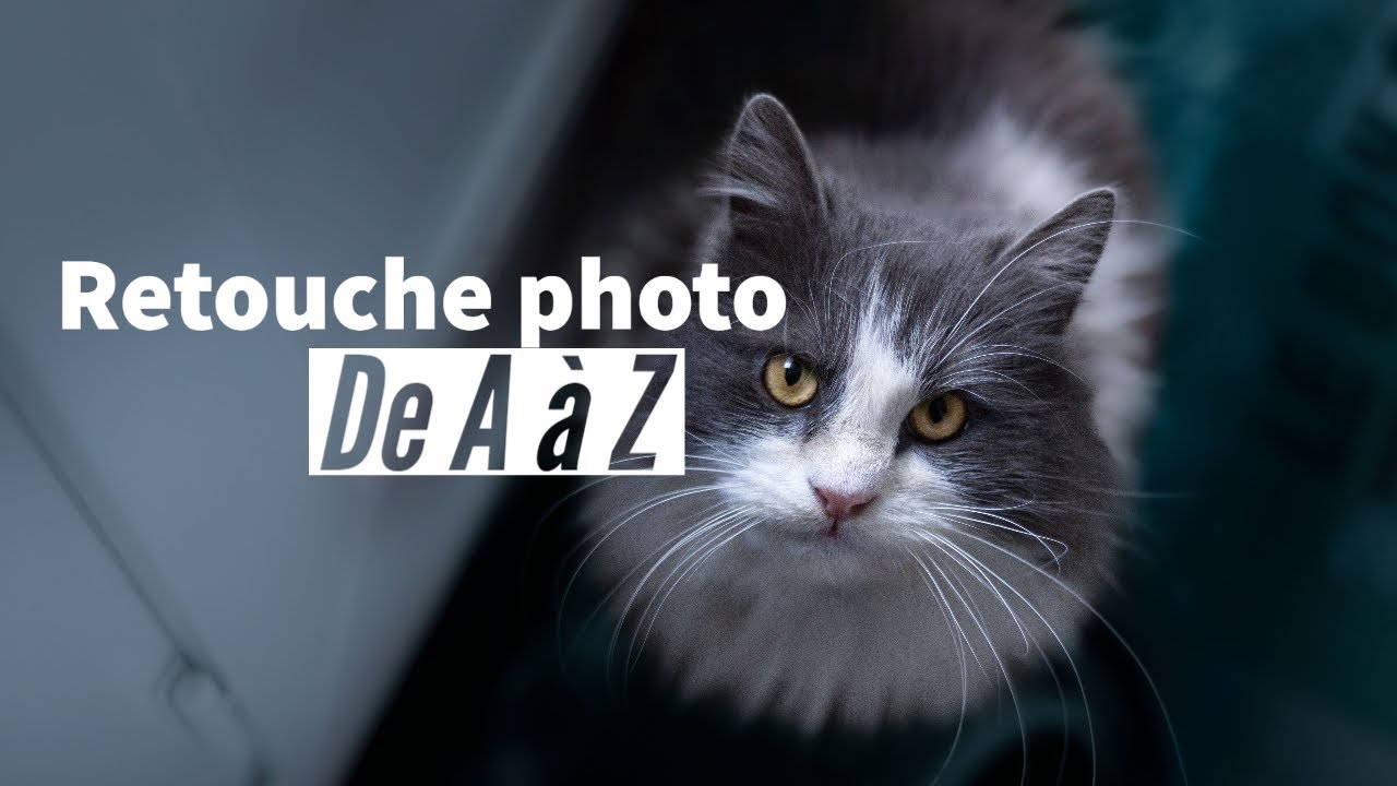 Je retouche une photo de chat de A à Z sur Lightroom et Photoshop