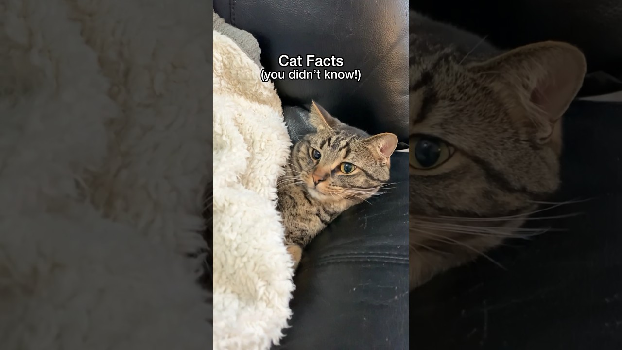 THIS is why cats sleep on humans