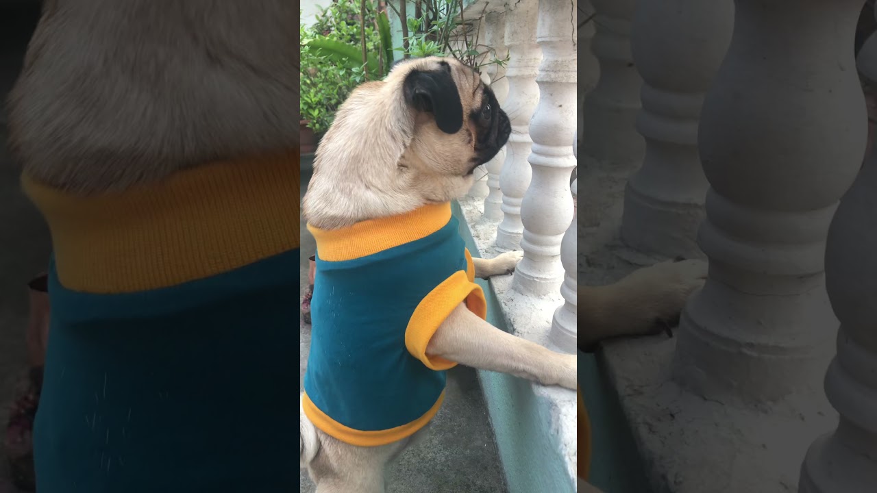 Pug Barking VERY AGGRESSIVELY