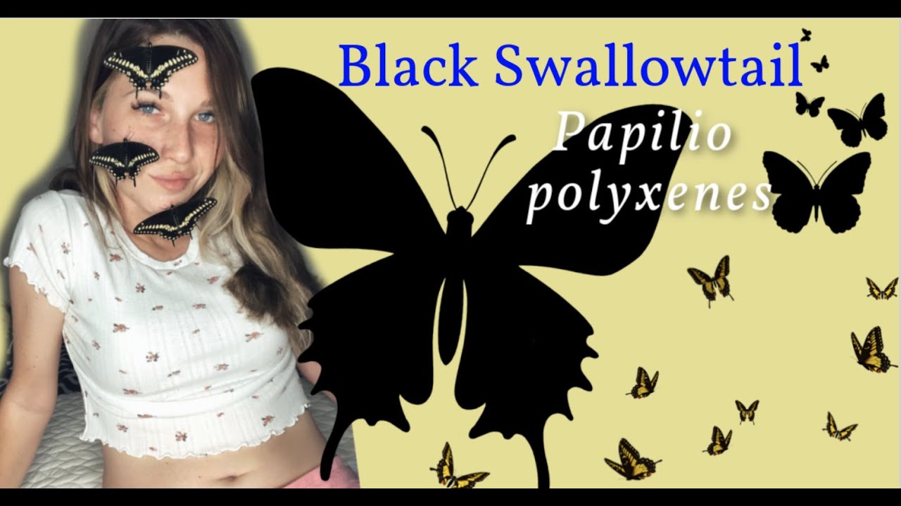 Raising Swallowtail Butterflies!