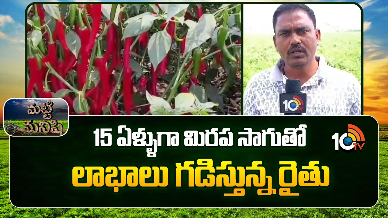 Farmer Success Story | Chilli Cultivation | 15 ఏళ్ళుగా మిరప సాగుతో లాభాలు గడిస్తున్న రైతు | 10TV