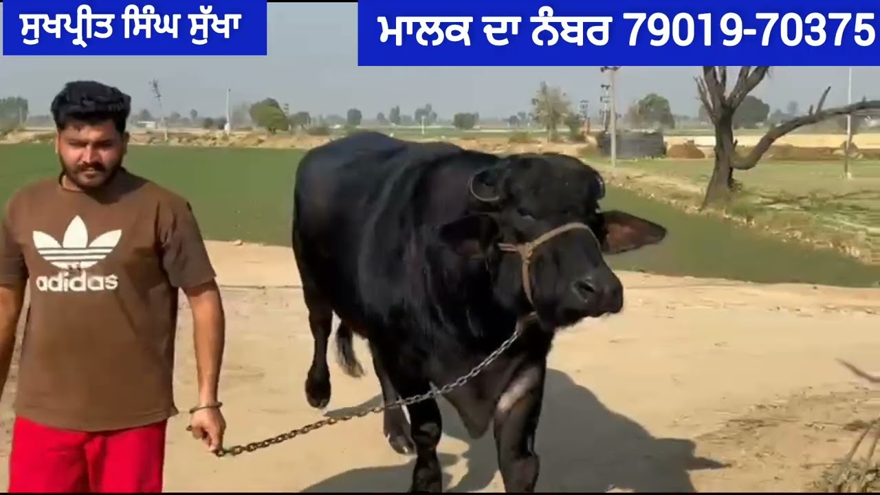 #ਮੋਹਰਾ ਨਸਲ ਦਾ ਝੋਟਾ ਵਕਾਊ#murrha#dairyfarm 28-1-2026