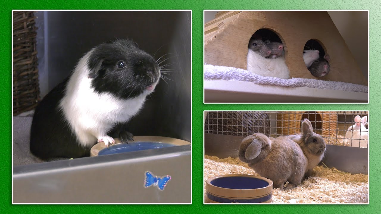 Kleintiervermittlung - April/Mai 2021 (Tierheim Hannover TV)