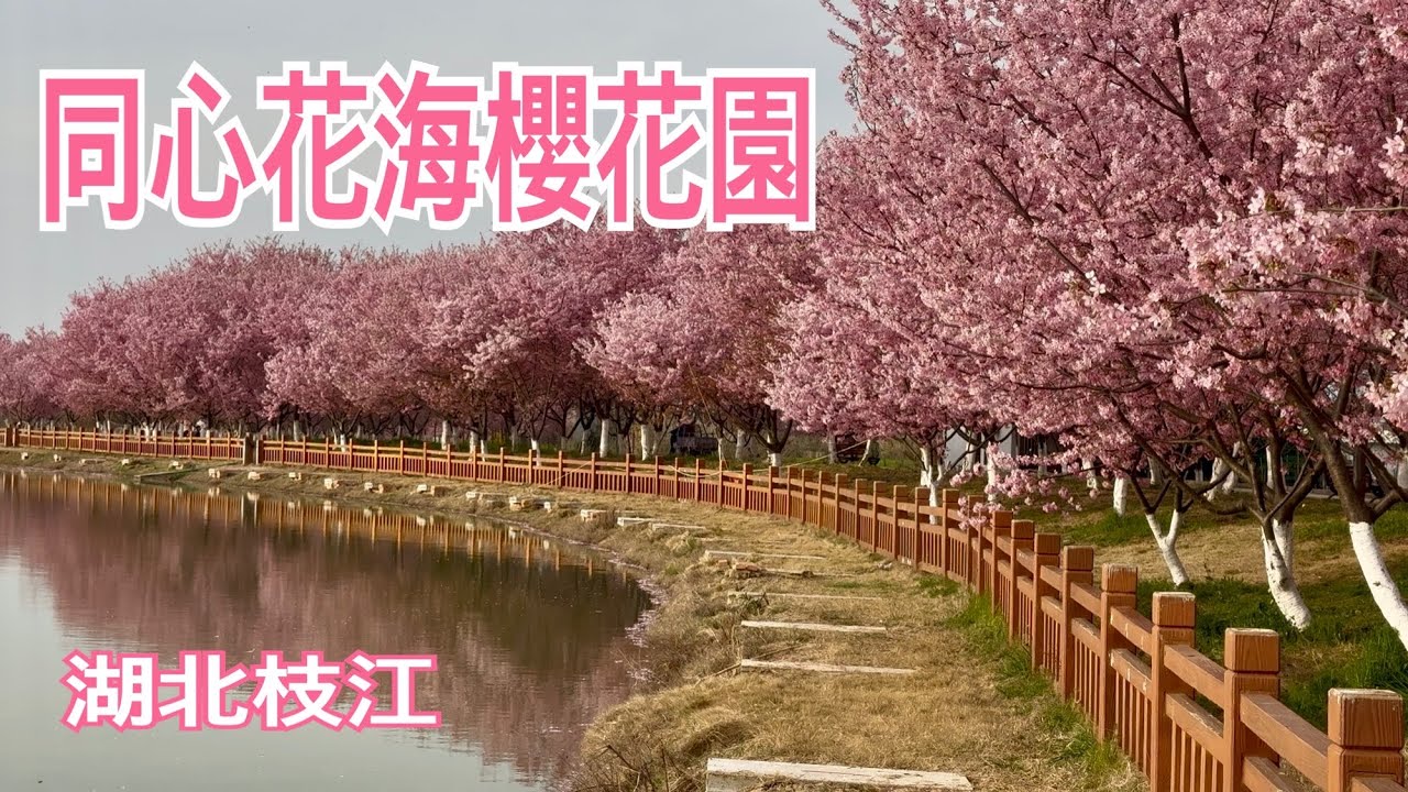 湖北枝江同心花海櫻花盛開，難得拍到沒什麼遊客的櫻花美景，簡直太棒了！2025.03.18