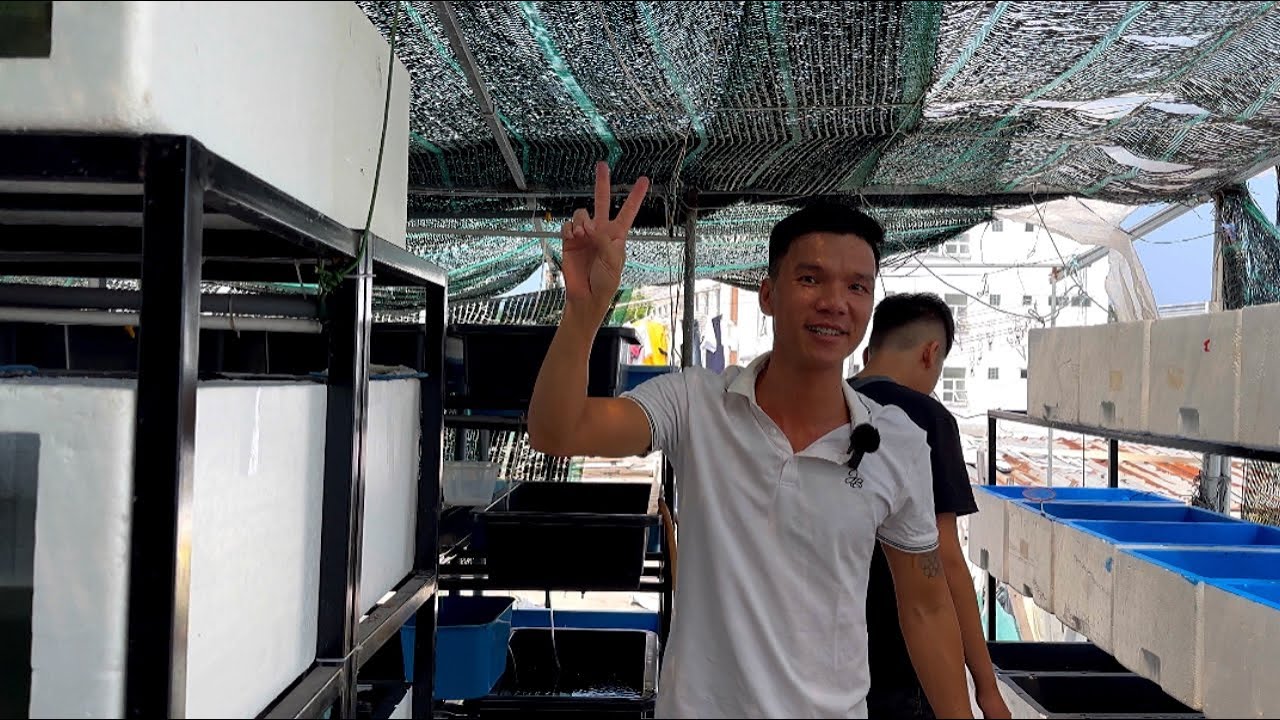 Tham Quan Mô Hình Nuôi Cá 7 Màu Trên Sân Thượng | Những Dòng Cá Bảy Màu Độc Lạ | Dat Guppy