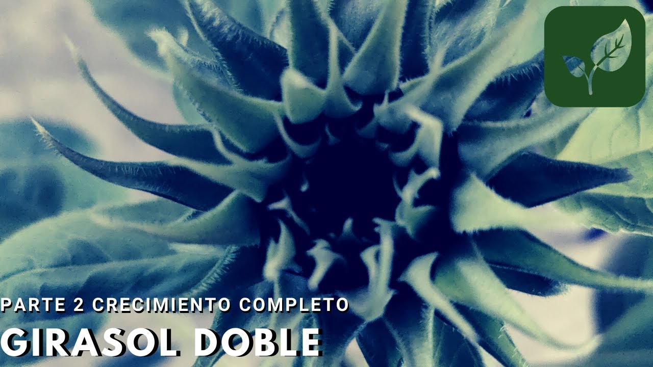 GIRASOL DOBLE SIEMBRA CRECIMIENTO Y CUIDADO COMPLETO PARTE 2 FINAL