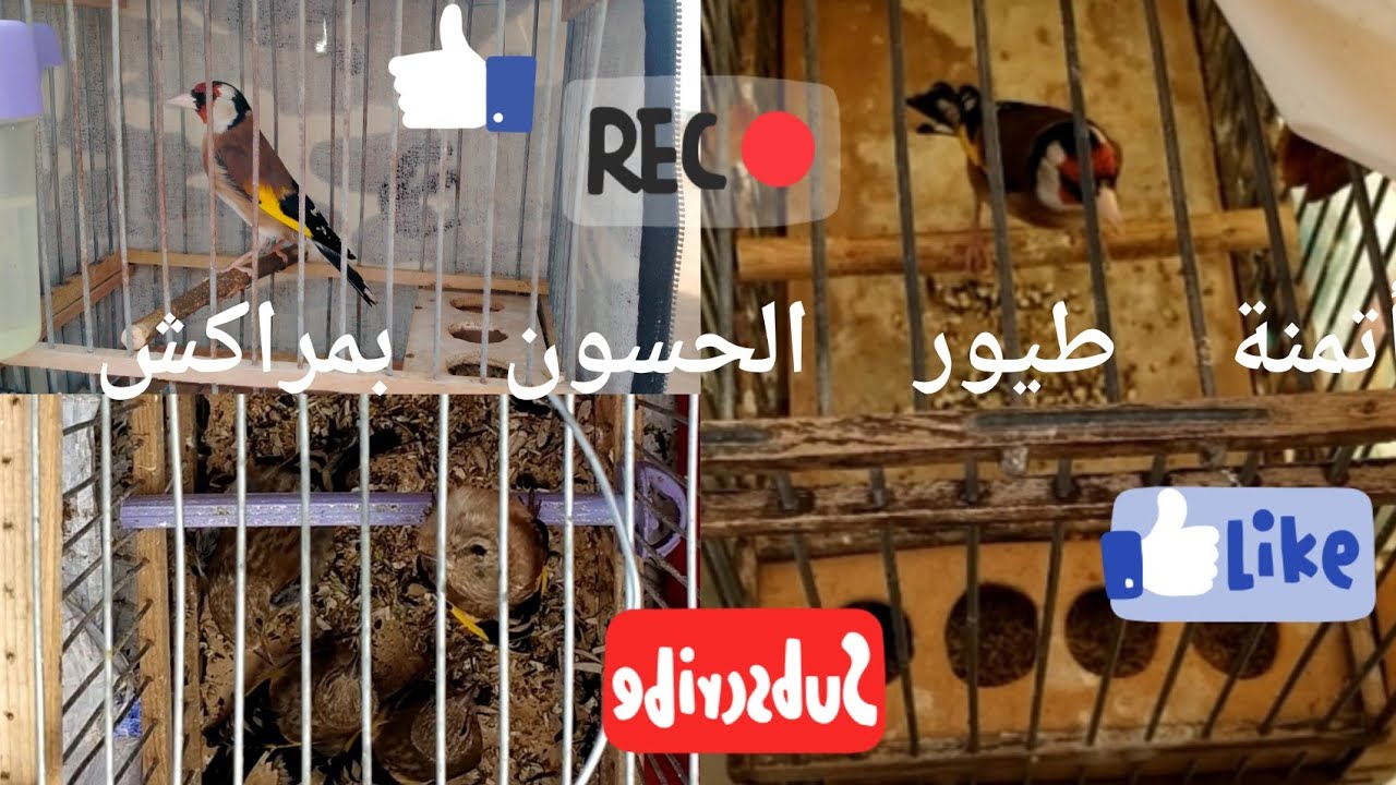 أجي تشوف أتمنة طيور الحسون في مراكش (جدورة و القورع ) سوق طيور بمراكش