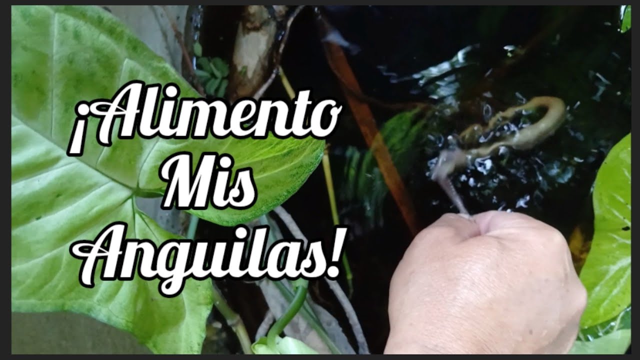 Cr&Iacute;A DE ANGUILAS MEDIO ACU&Aacute;TICO #raulrecicla @Kuky_Superviviente_Urbano