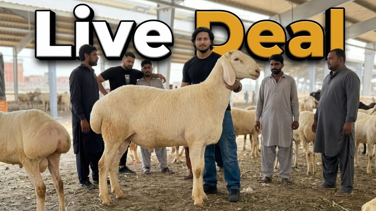 Live Deal | Desi Chatre | Turkey Dumbe | Lahore Mandi | Mazhar Biba Official 