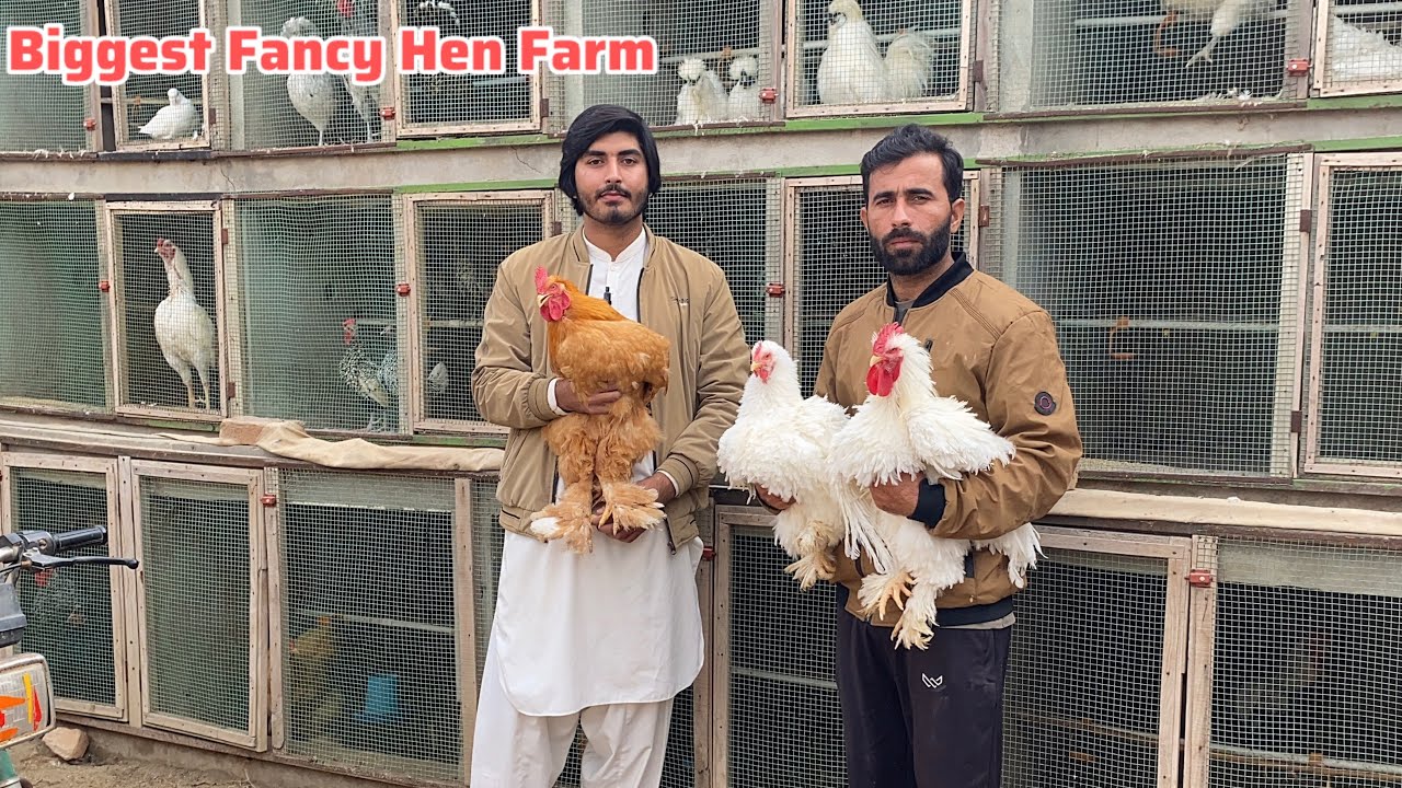 Visit at Biggest Fancy Hen Farm in Pakistan || Aj Fancy Chicks Lyne aye || Pets Lover in Punjab 