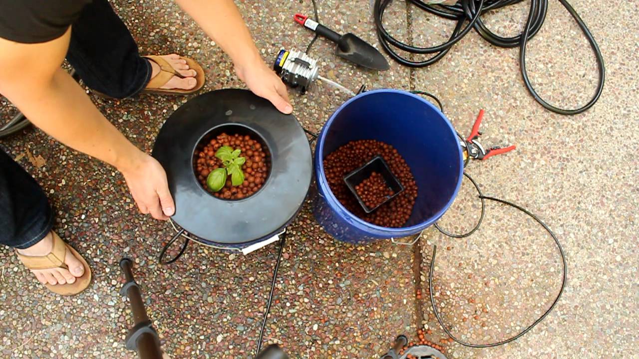 5 Gallon DWC - How To Transplant A Clone