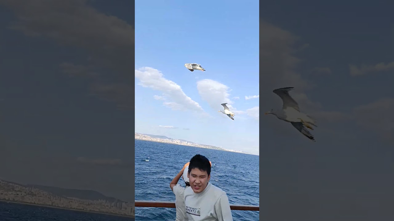 Feeding seagulls on the ferry in Istanbul #istanbul #travel #ferry #seagulls