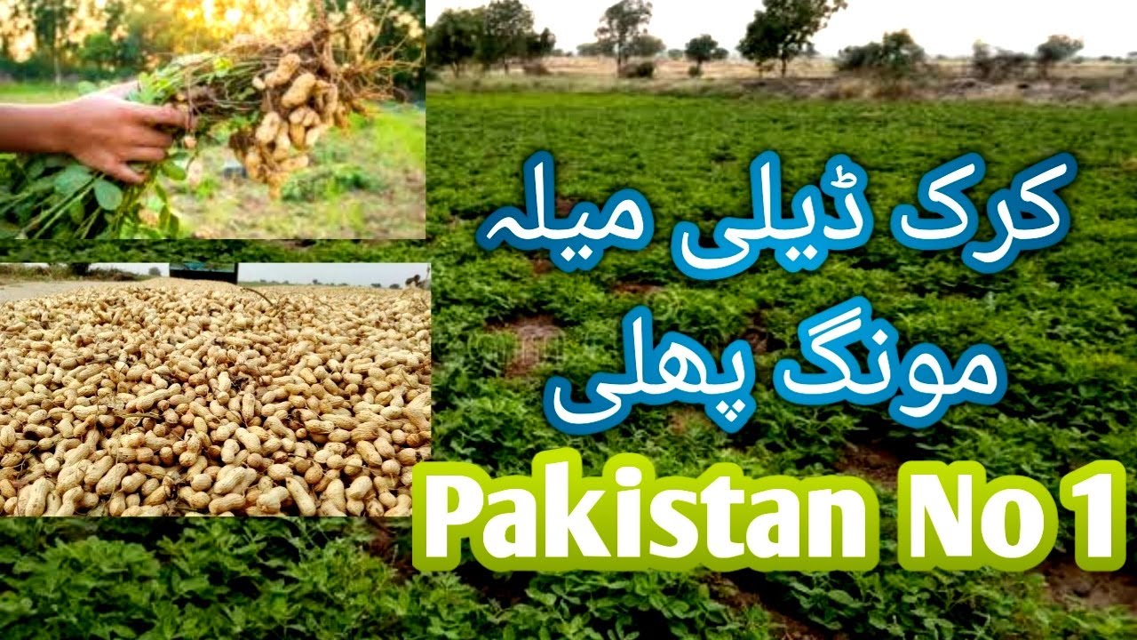 Karak deli mela mong phali | Pakistan No 1 peanuts| bablo bhaya