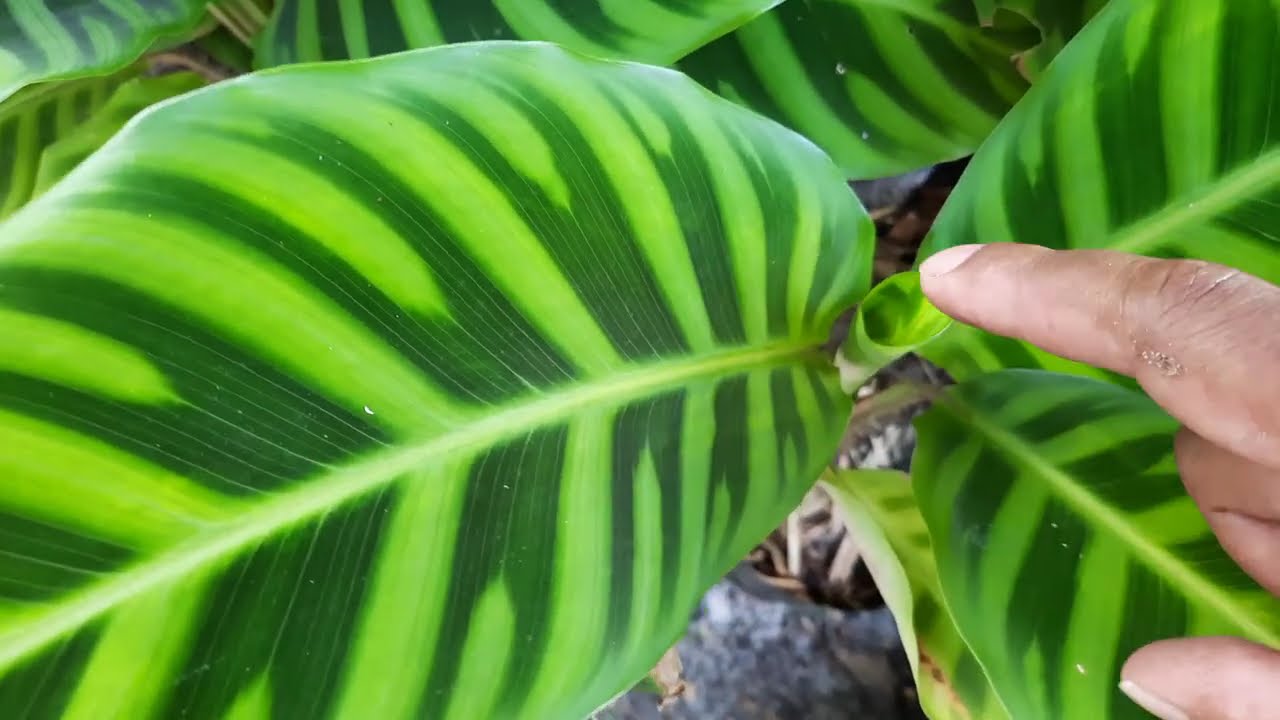 MARANTA ZEBRINA: dicas de como deixar a sua planta sempre bonita.