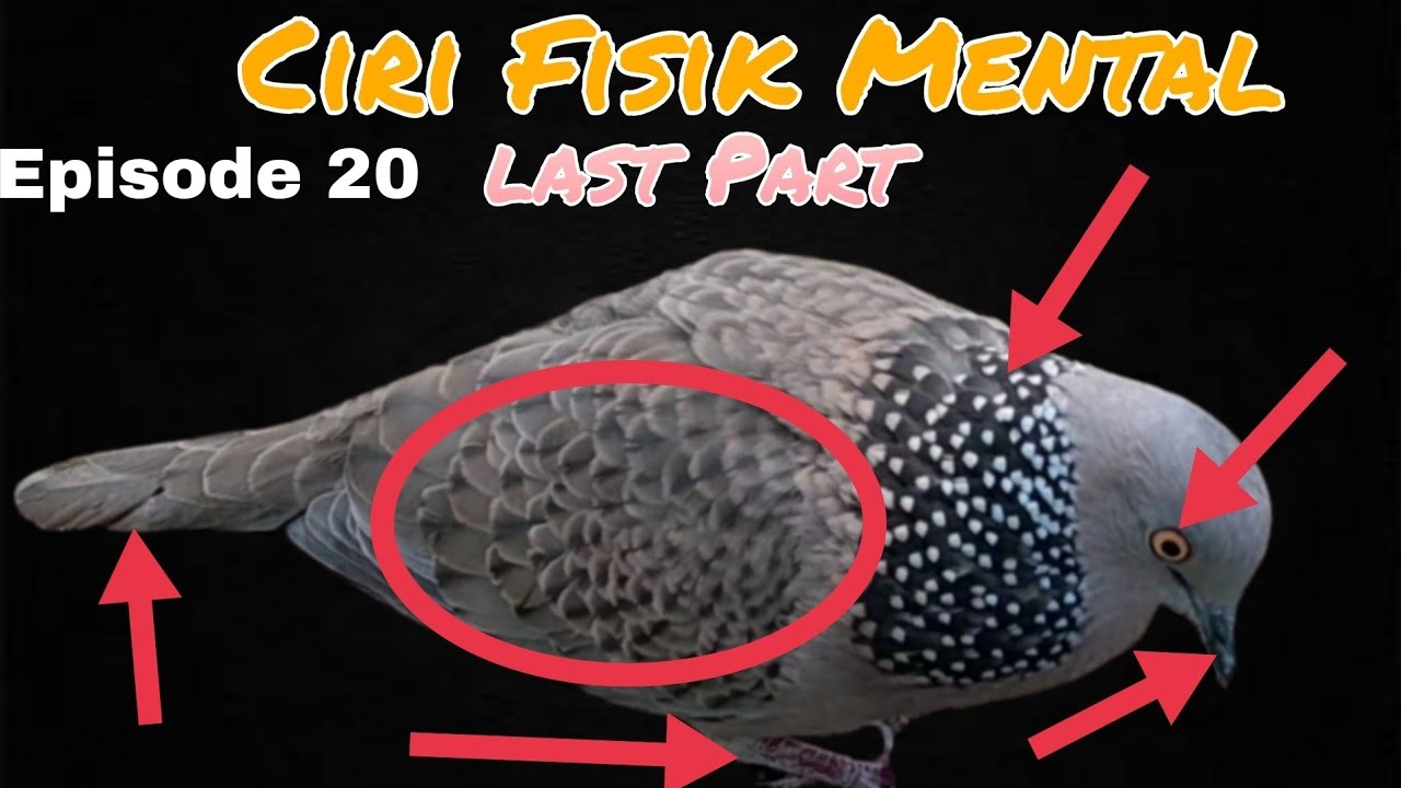 CIRI FISIK BURUNG TEKUKUR MENTAL DAN KERAS H4TI (LAST PART).