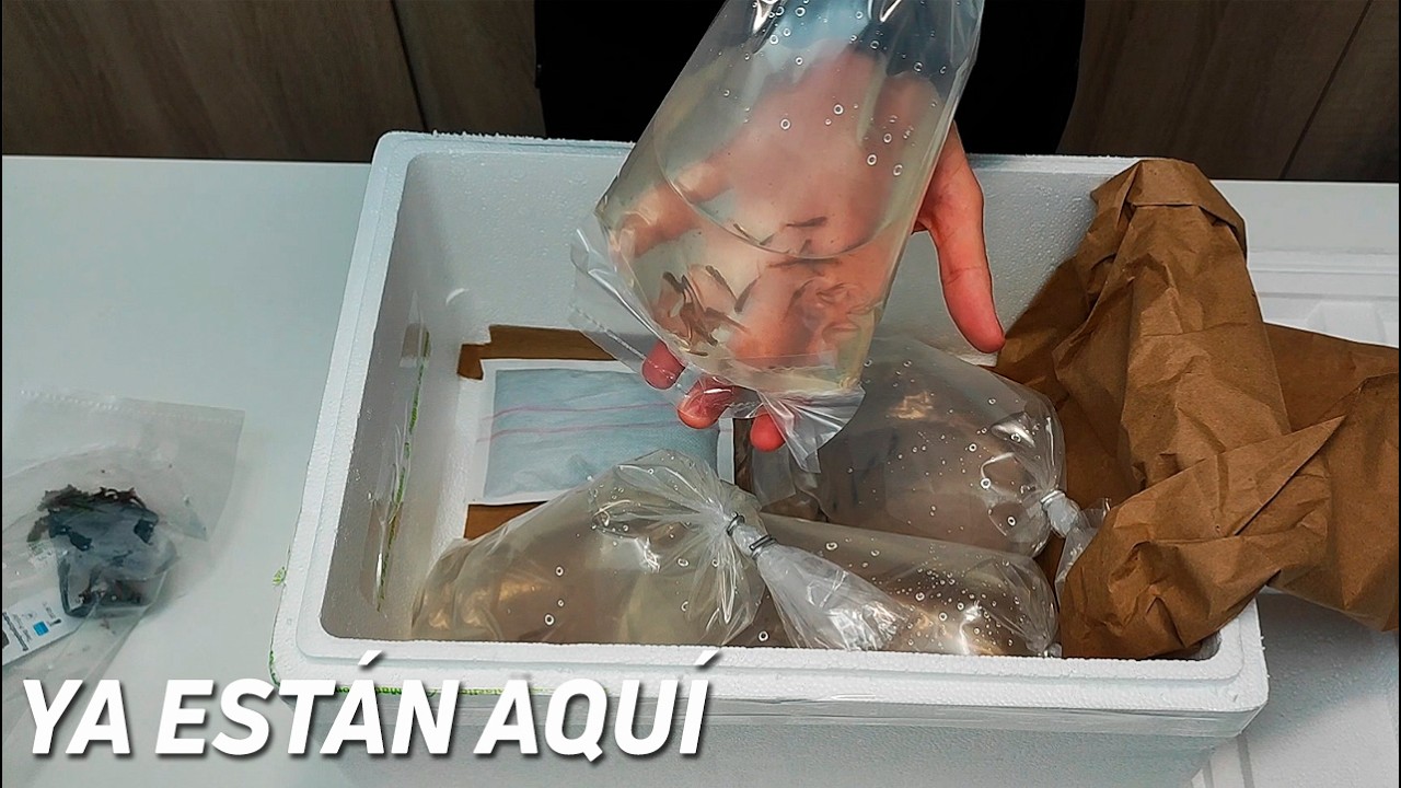 +Peces y Gambitas para mi Acuario de 80L 🌿 Unboxing Aclimatación y Seguimiento 🐠