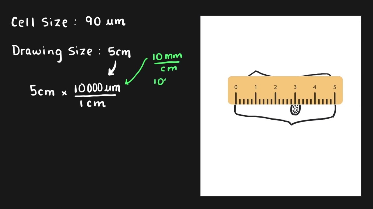 Biological Drawing - Scale Bar and Magnification (Science 10 AB)