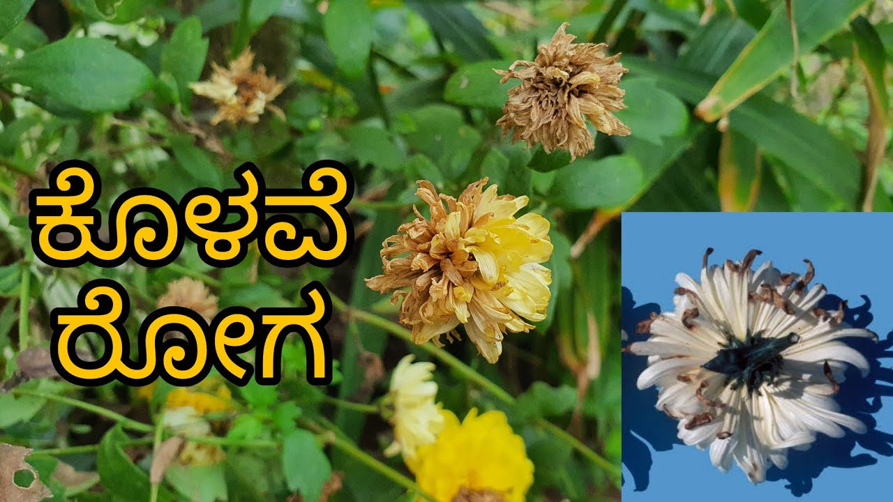 Botrytis Cineria of Chrysanthemum | ಕೊಳವೆ ರೋಗ | preventions and control measures| Best fungicides