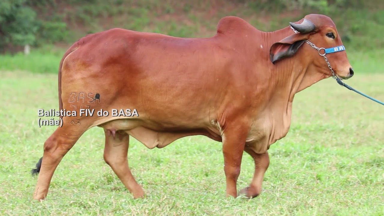 LOTE 02   PRENHEZ
