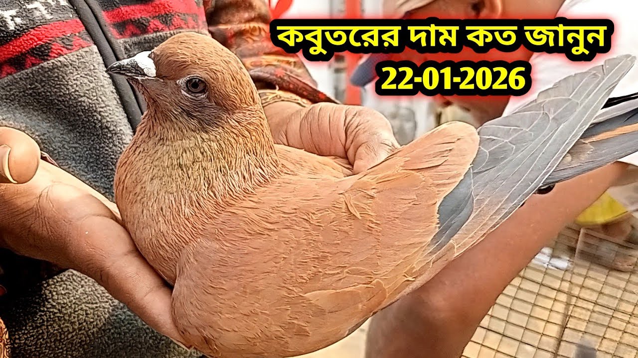 22-01-2026 কবুতরের দাম কত জানুন | কবুতরের হাটের ভিডিও | Pigeons market price bd | Kabutar price bd 