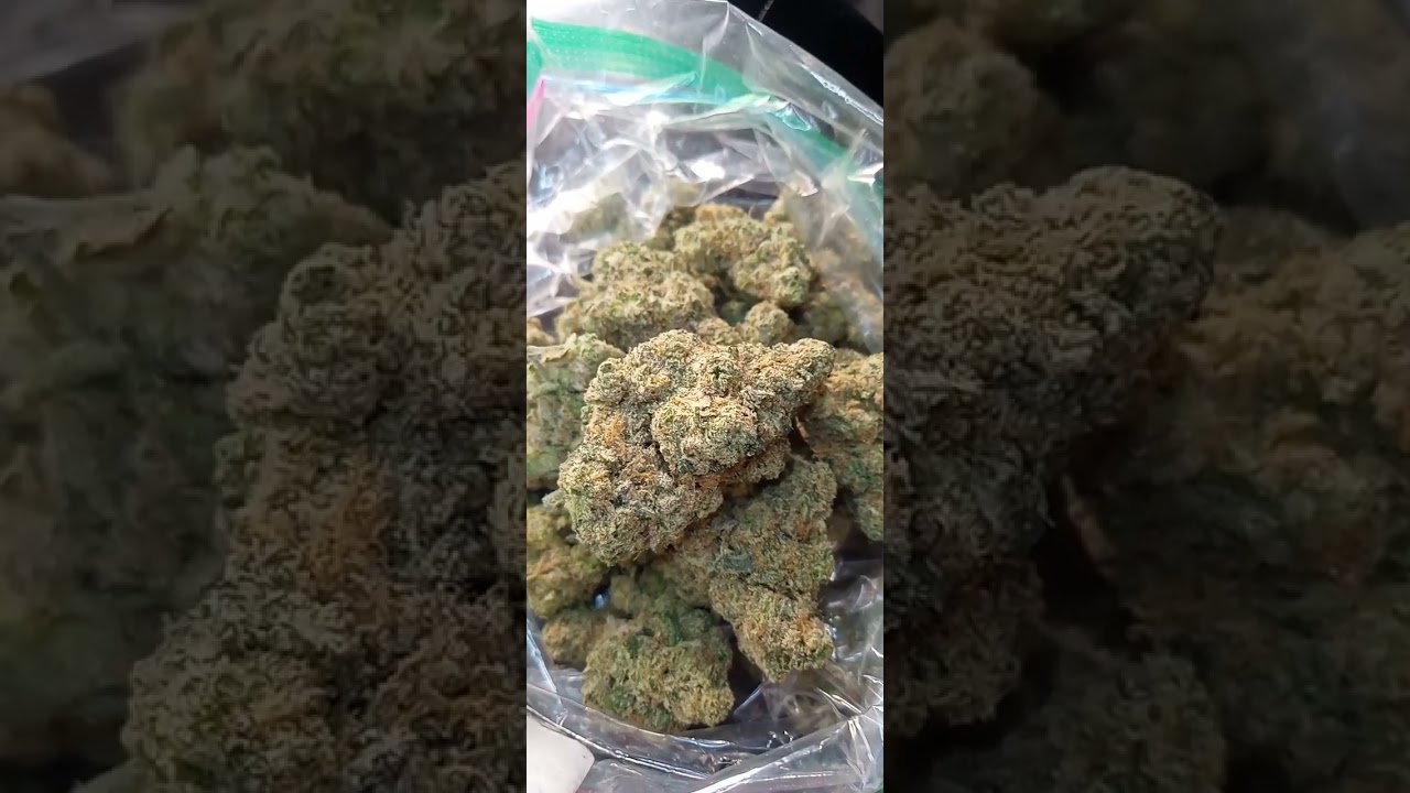 Purple Push Pop Cannabis strain review W/Dr. Greenbody