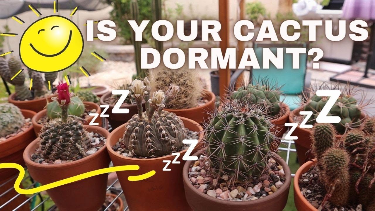 What is Summer Dormancy for Cactus? | #cactuscare #dormancy #heatwave #summerdormant