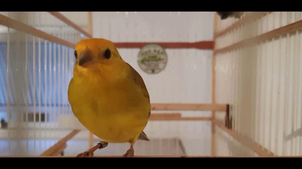 CANÁRIO DA TERRA FIBRA