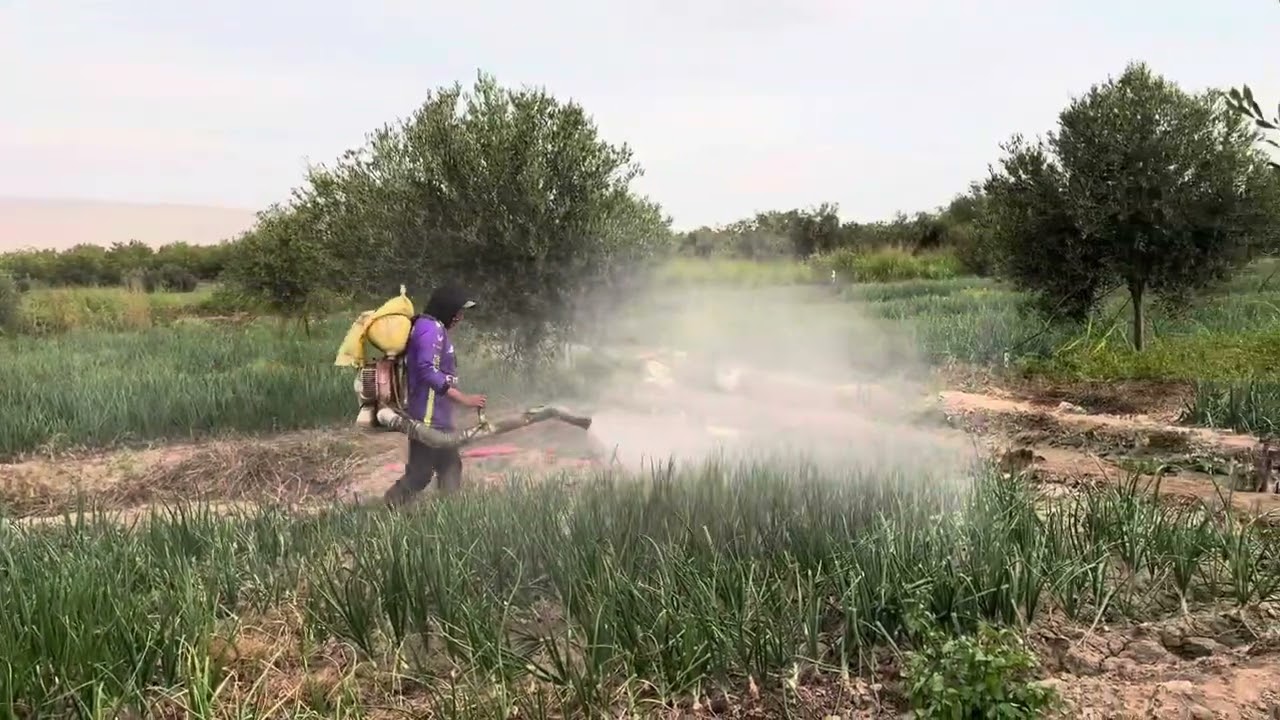 ATOMIZADOR CIFARELLI M1200 EN CAMPO AGRÍCOLA ACARI / CULTIVO CEBOLLA CAMANEJA