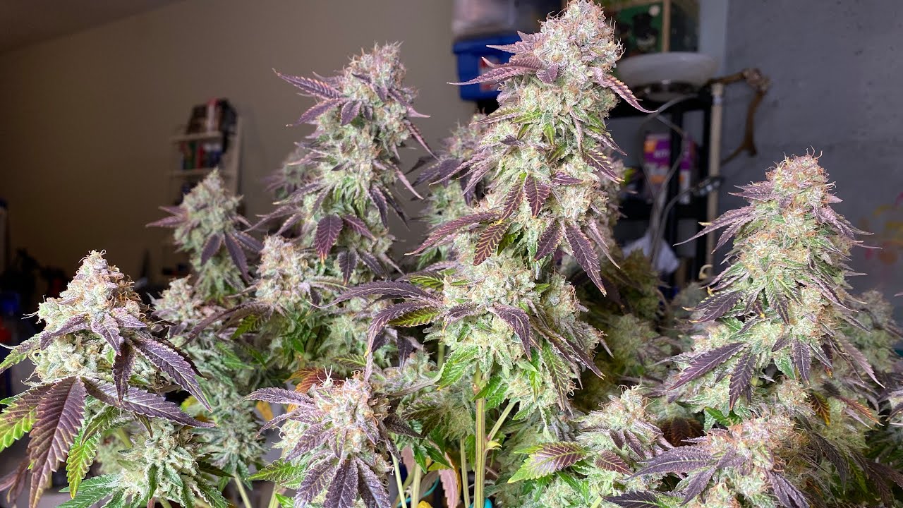 Cannabis Harvest!!! Runtz Muffin by Barney&rsquo;s Farm D68F