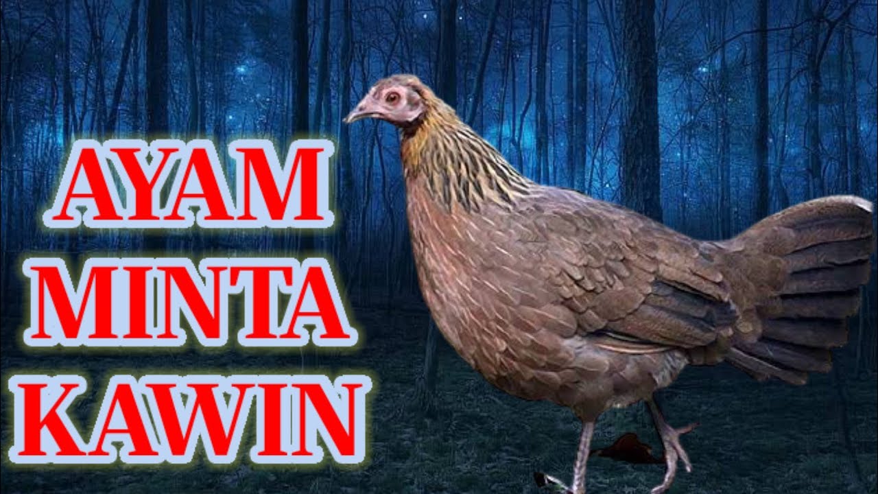 Suara ayam hutan betina minta kawin dengan ayam hutan jantan