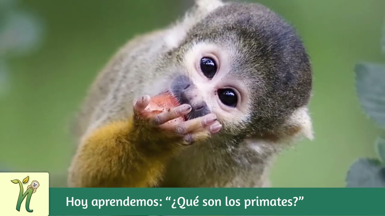 DESCUBRE ¿Qué son los PRIMATES? I Los mamíferos más amenazados del mundo