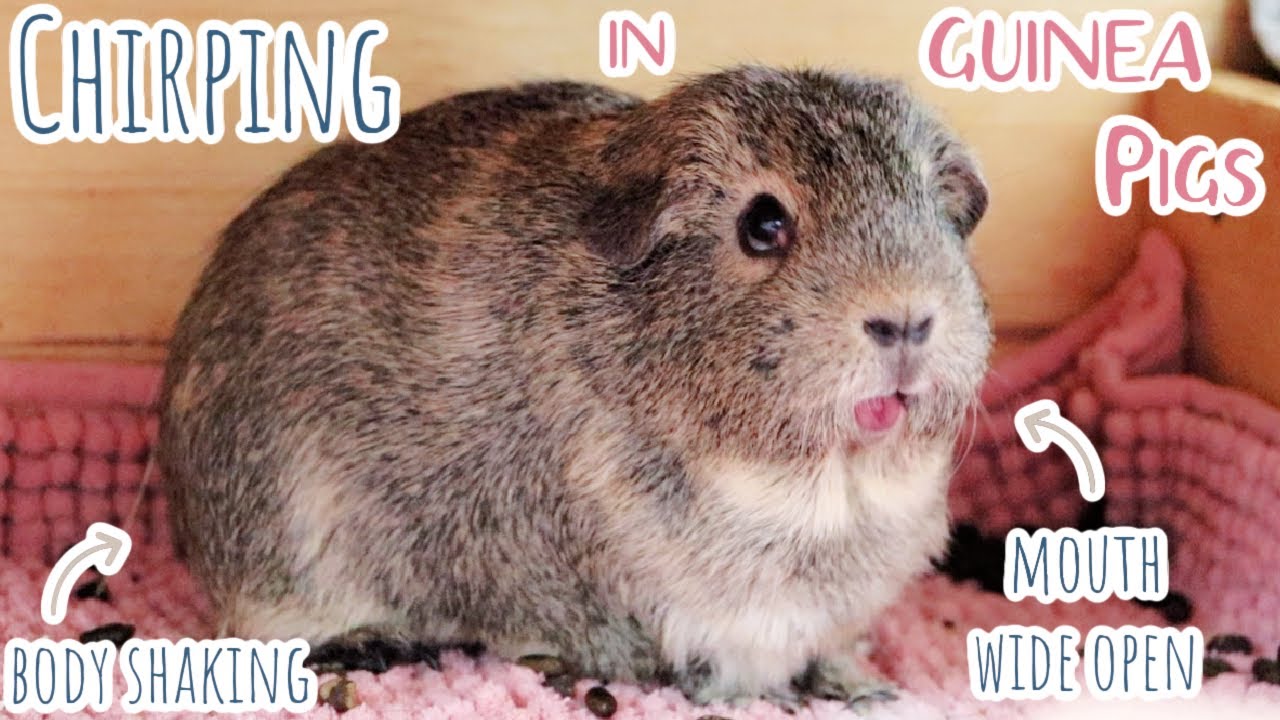 Guinea Pig Chirping: Rarest Guinea Pig Sound Caught on Camera