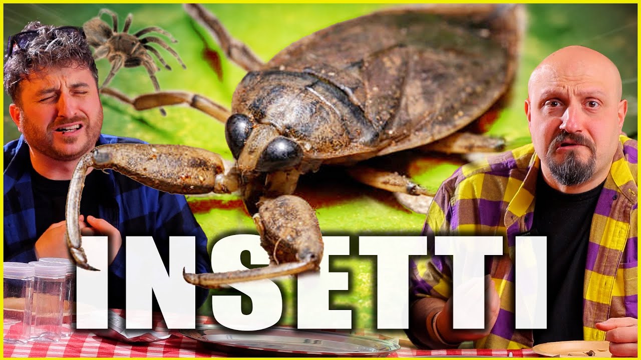 Assaggiamo gli INSETTI!