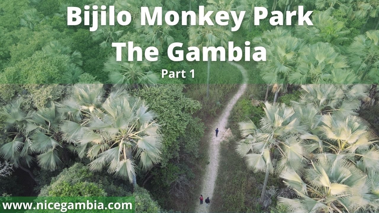Forest life In The Gambia Part 1 | Monkey Park Part 1 | Wild Life in Africa - The Gambia