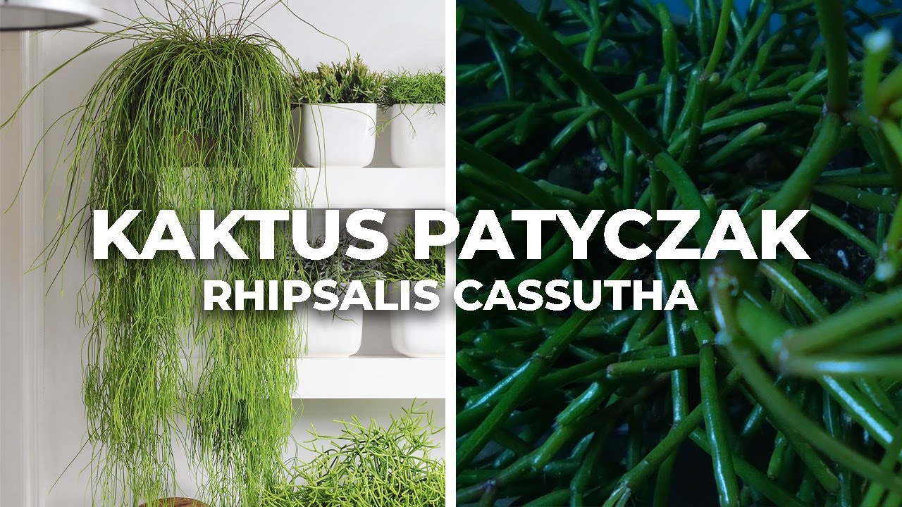 Kaktus patyczak - Rhipsalis porady, rozmnażanie i pielęgnacja.