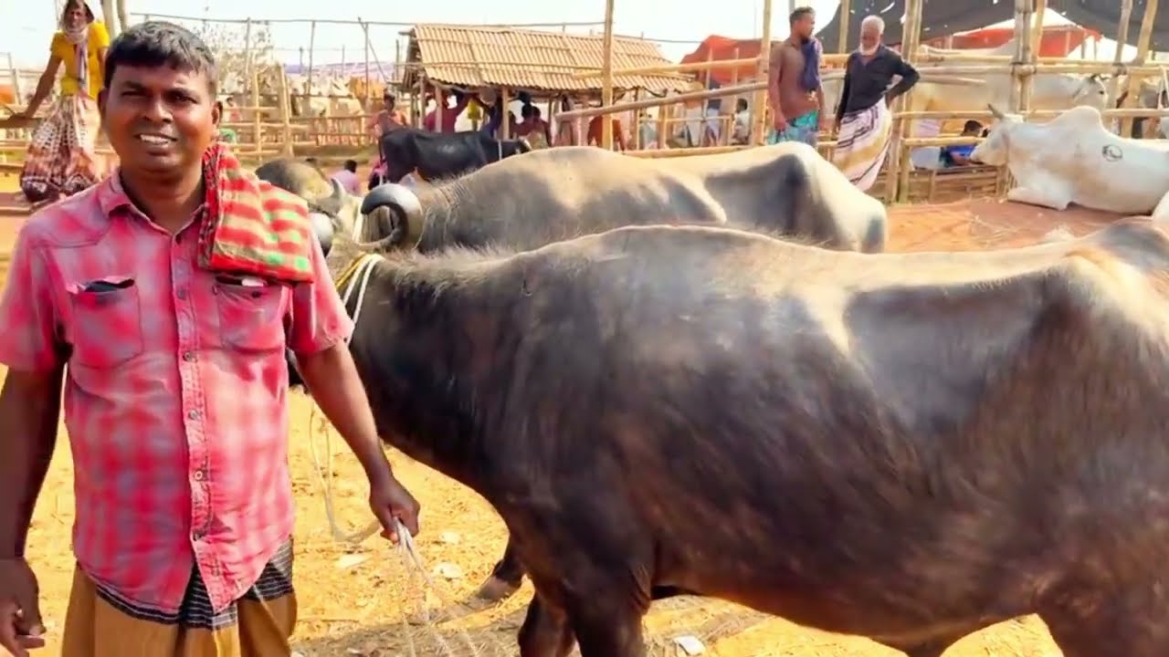 রাজশাহী সিটি মহিষের হাট 2025।@LimonVlogs949। গরু মহিষের হাট ২০২৫🐃❤️🇧🇩