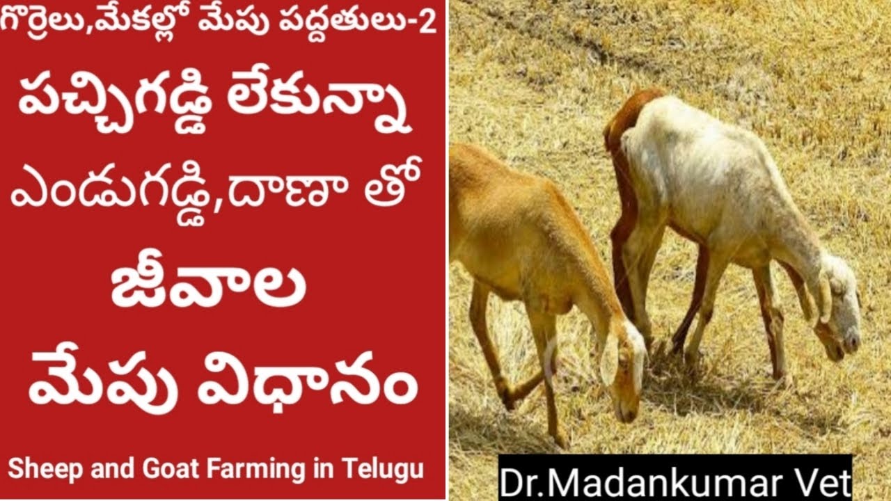 How Sheep and Goat are Maintained on Concentrate Feed and Dry Fodder without Green Fodder  Telugu