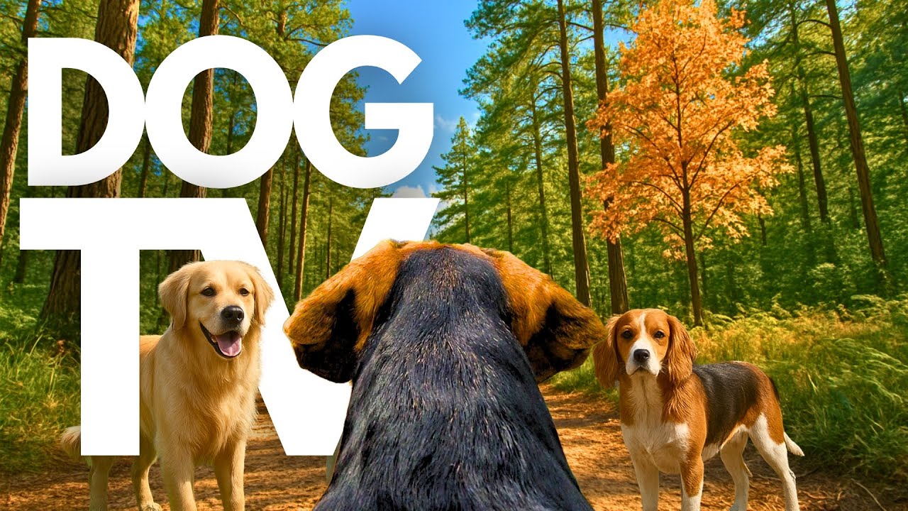 TheDogCam | 10hrs of Comforting Virtual Dog Walks Through Ancient Woodlands 🐾🌳 GoPro DogTV