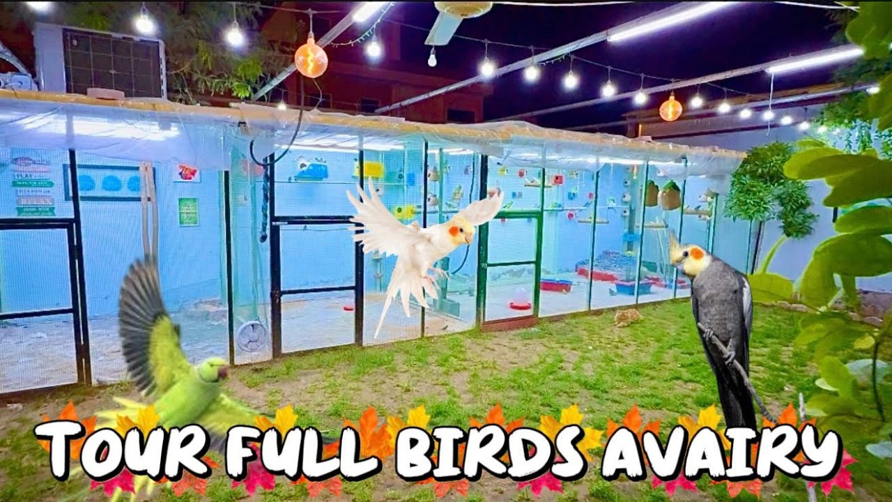 Full Aviary Tour Guys 😍 You’ll Be Shocked After Watching 😱🔥