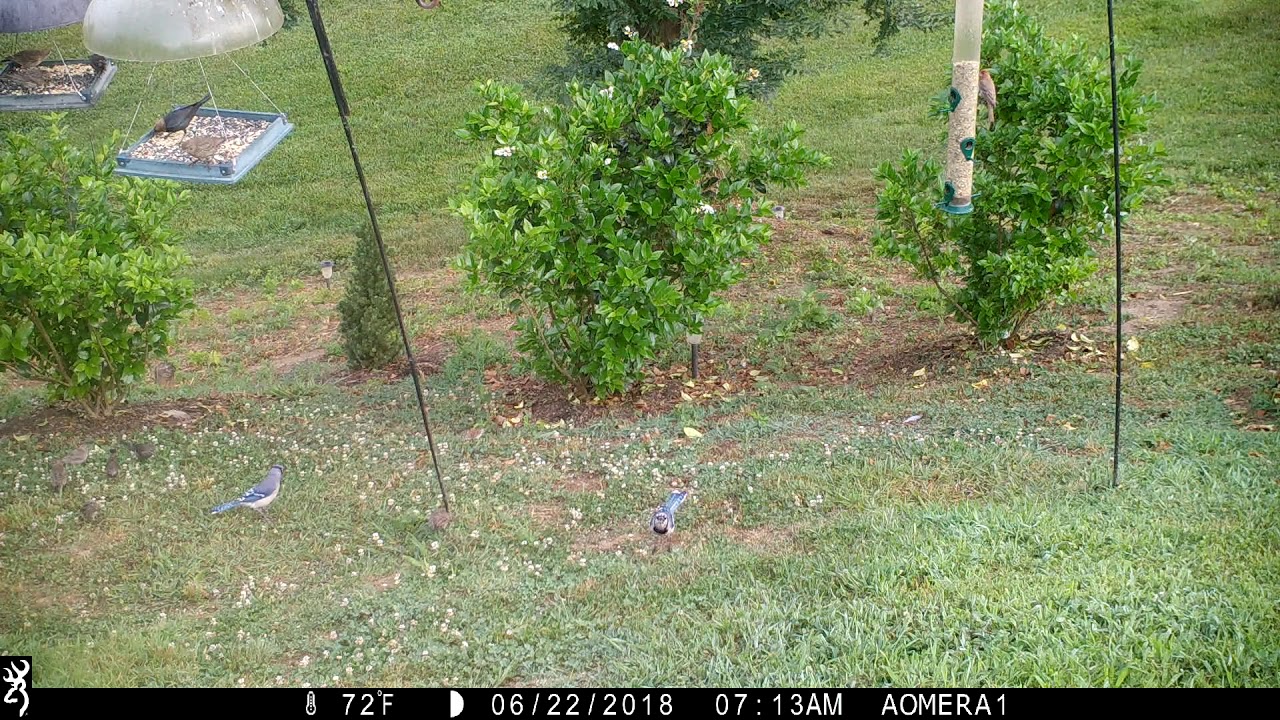 Hungry birds at the feeder area