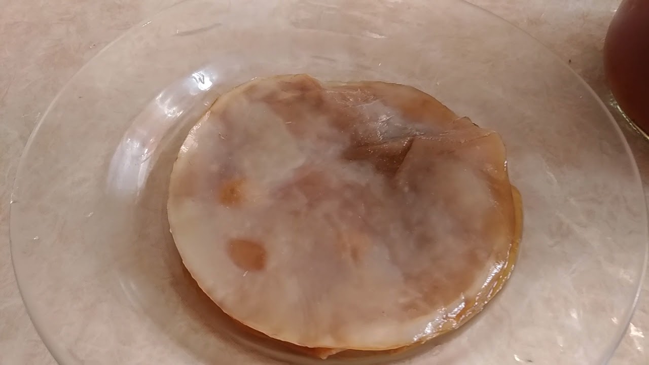 kombucha com larvas.