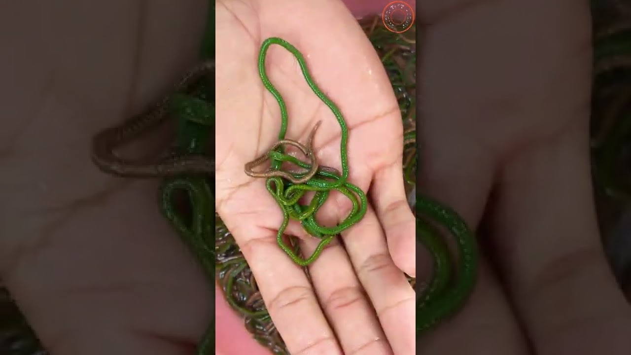 Bau Nyale, tradisi Lombok, kute MANDALIKA