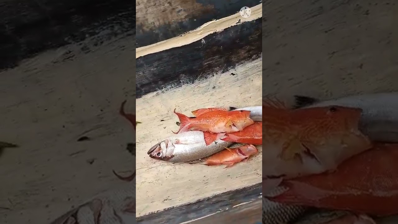 review ikan pancingan bapak. hasilnya lumayan