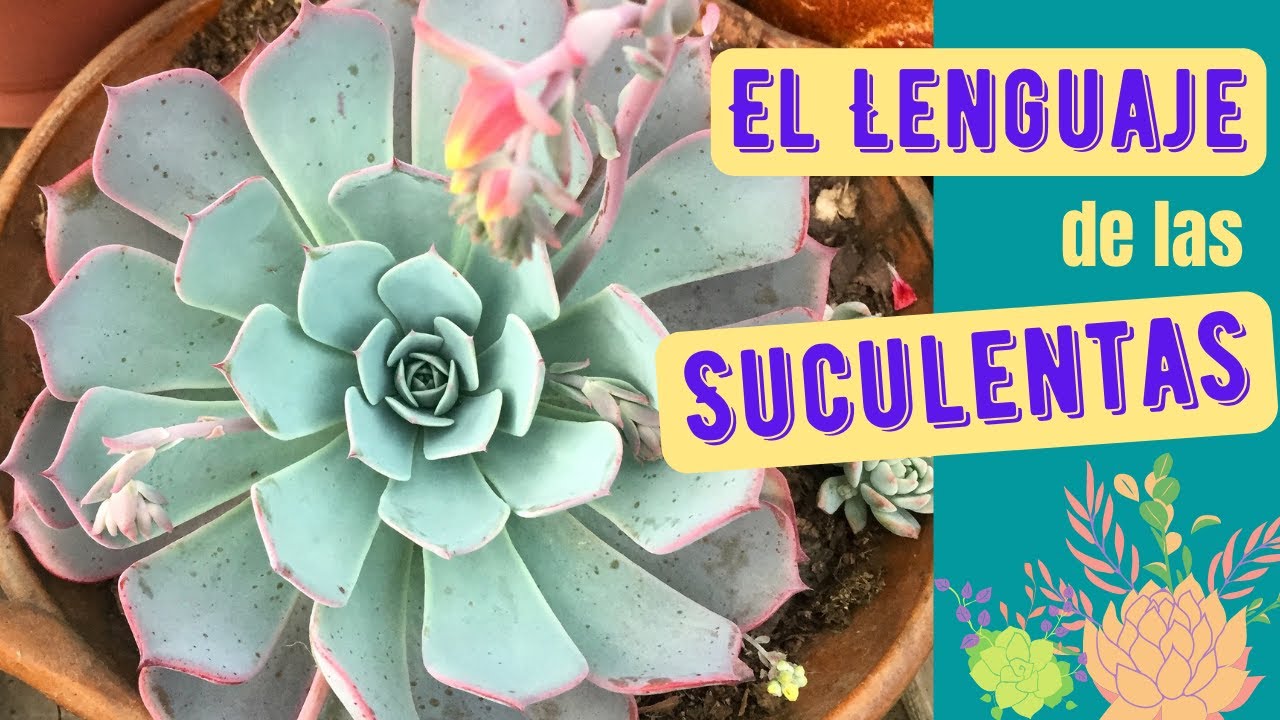 El lenguaje de las suculentas, ¿qué le pasa a mi suculenta?