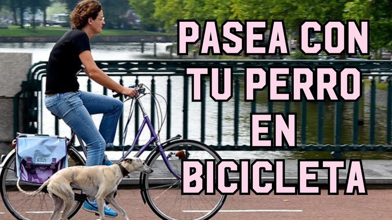 Pasear con tu perro en bicicleta PARTE 1.